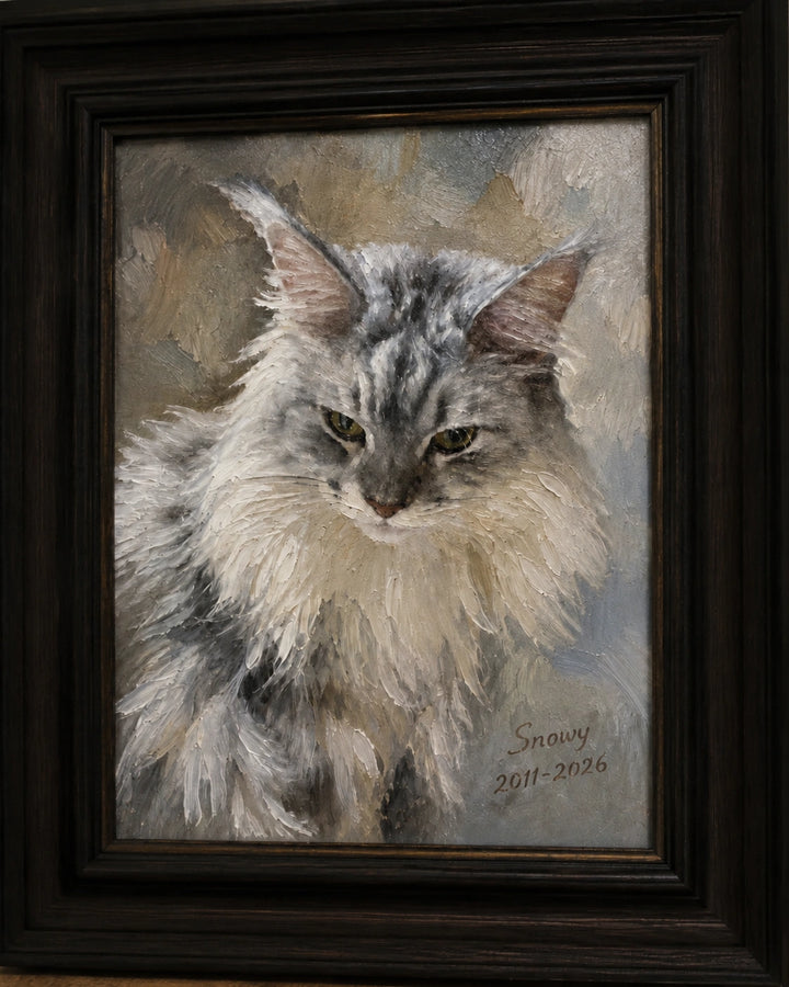 Snowy, Maine Coon Cat
